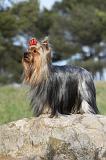 YORKSHIRE TERRIER 384